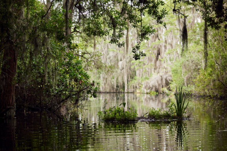 swampy area in the southern us nyt